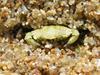 crab