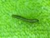 earthworm