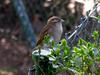 house sparrow