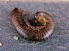 worm