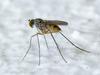 mosquito