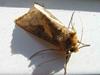 moth