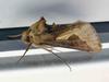 moth
