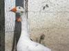 goose
