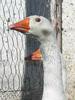 goose