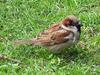 bird -- House Sparrow