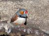 bird -- Zebra Finch