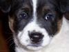 puppy face