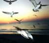 seagulls