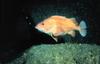 Yelloweye Rockfish (Sebastes ruberrimus)