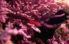 Unidentified reeffish
