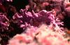 Unidentified reeffish