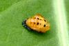 Pupae of a Ladybug