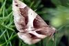 Big moth