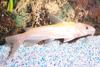 Albino Channel Catfish