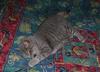house guest 1