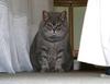 house guest 4