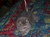 house guest 2