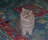 house guest 3