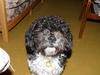 Buddy