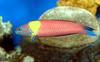 Fish Identification please... What is this? - Rainbow Wrasse ((Thalassoma lucasanum)