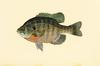 [Painting] Bluegill (Lepomis macrochirus)