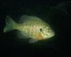 Bluegill (Lepomis macrochirus)