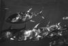 Yellowfin Tuna (Thunnus albacares)