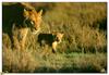 [BitScan] Wildlife - Lions