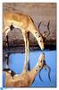 [BitScan] Wildlife - Gazelle