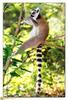 [BitScan] Wildlife - Ring-tailed Lemur