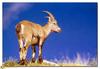 [BitScan] Wildlife - Ibex