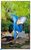 [BitScan] Wildlife - Kingfisher