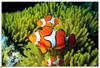 [BitScan] Wildlife - Clownfishes in Sea Anemone