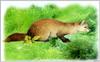 [Fengscan] Animal - Siberian Sable Marten (Martes zibellina)