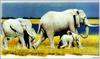 [Fengscan] Animal - African Elephant family