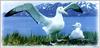 [Fengscan] Animal - South Pole Albatross