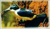 [Fengscan] Animal - Oceania Kingfisher