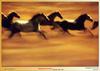 [NilScan] Ernst Haas - Horses