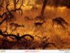 [NilScan] Ernst Haas - Grazing Impala