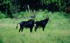 Sable Antelope