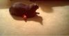 CAT PLAYING WITH TOYS