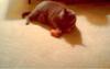 CAT PLAYING WITH TOYS