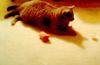 CAT PLAYING WITH TOYS