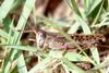 Black-backed Grasshopper (Euprepocnemis shirakii)