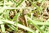 Black-backed Grasshopper (Euprepocnemis shirakii)