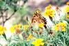 Indian Fritillary Butterfly (Argyreus hyperbius)