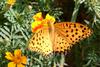 Indian Fritillary Butterfly (Argyreus hyperbius)