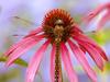 [Daily Photos 09 September 2005] Dragonfly on a Coneflower, Washington