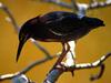 [Daily Photos 09 September 2005] Green Heron, Everglades National Park, Florida